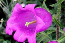 image of flower