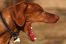 image of vizsla