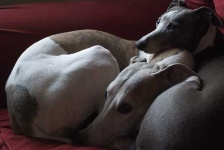 image of italian_greyhound