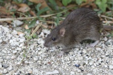 image of animal