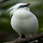 image of bali_starling #15