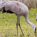 image of bird