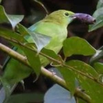 image of bird