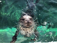 image of animal