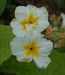 image of flower