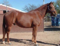 image of sorrel
