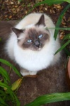 image of animal