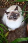 image of birman #19