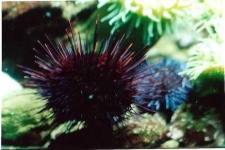image of sea_urchin #14