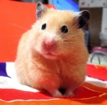 image of hamster