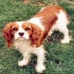 image of animal