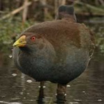image of bird