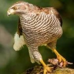 image of bird