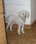 image of miniature_poodle #4