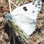 image of animal