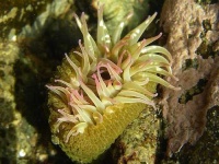 image of chiton