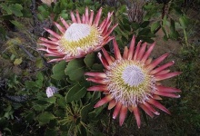 image of flower