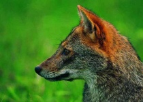 image of animal