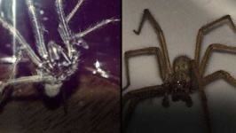 image of animal