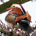 image of bird