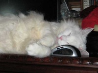 image of mouse