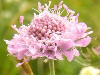 image of flower