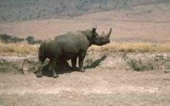 image of rhino
