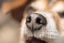 image of dog_nose