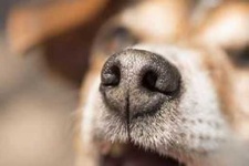 image of dog_nose #25