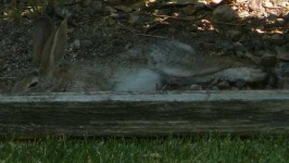 image of wood_rabbit