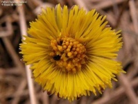 image of flower