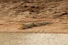 image of african_crocodile