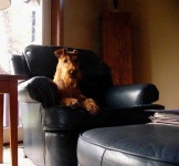 image of irish_terrier #19