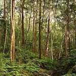 image of forest