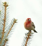 image of house_finch