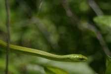 image of green_snake #13