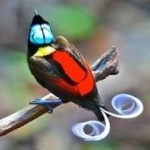 image of bird