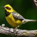 image of bird