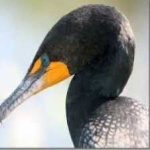 image of bird