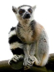 image of madagascar_cat