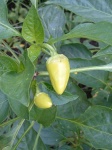 image of bell_pepper