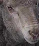 image of animal