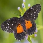 image of animal
