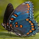 image of animal