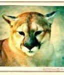 image of cougar_face
