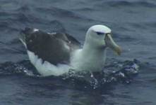 image of albatross