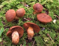 image of mushrooms