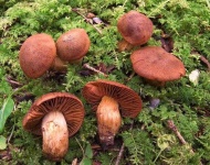 image of cortinarius #25