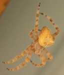 image of barn_spider