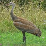 image of bird